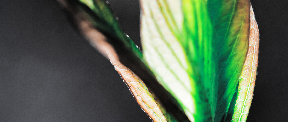 First Green III - ID 007297