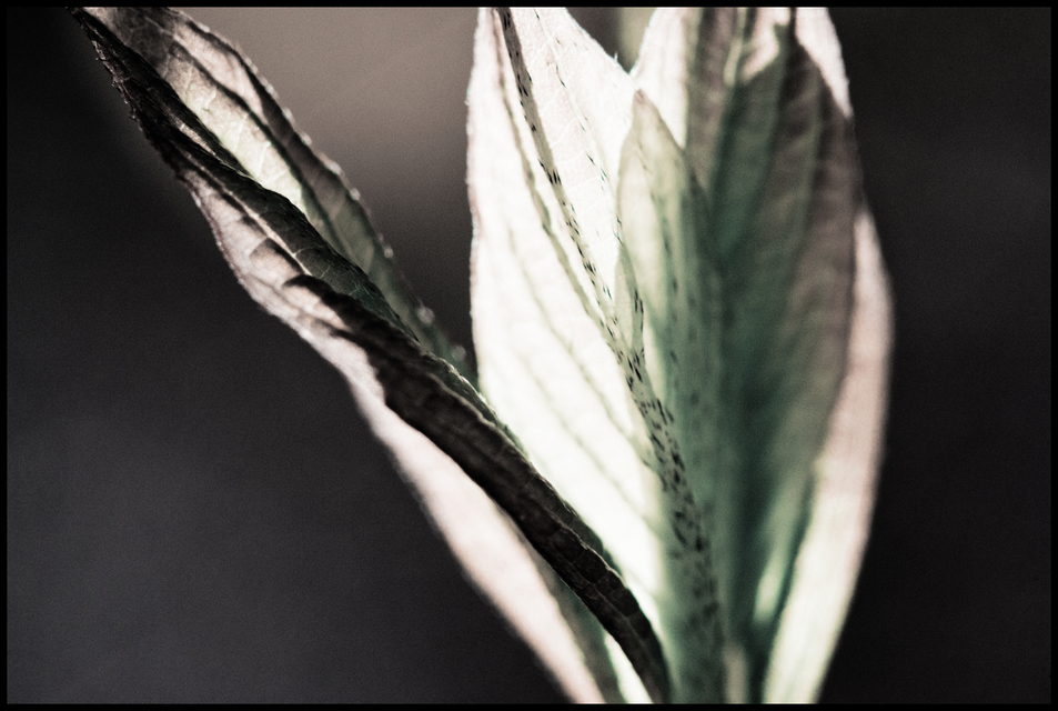 First Green IV - ID 007298