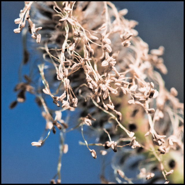 First Seeds - ID 007299