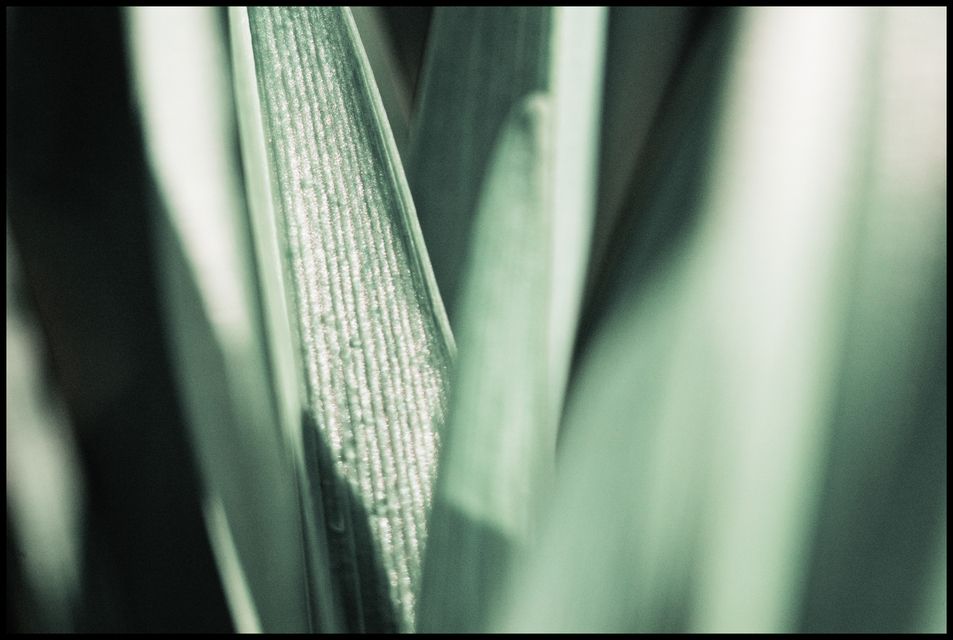 Lilium I - ID 007302