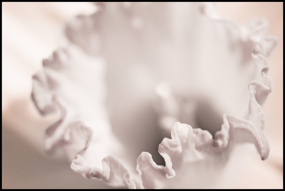 Narcissus Pseudonarcissus III - ID 007303