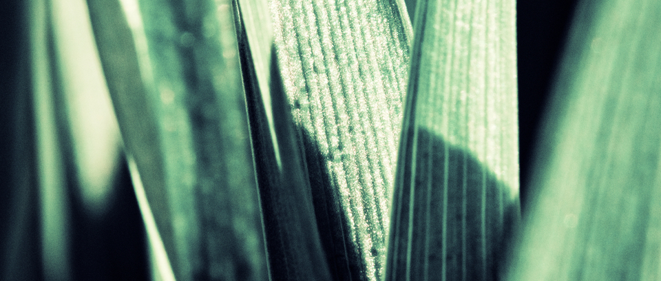 Lilium II - ID 007304