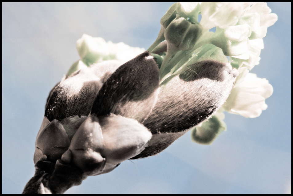 Launching Spring I - ID 007305