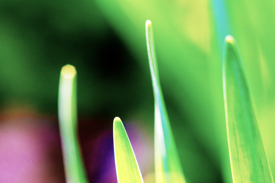 Launching Spring II - ID 007306