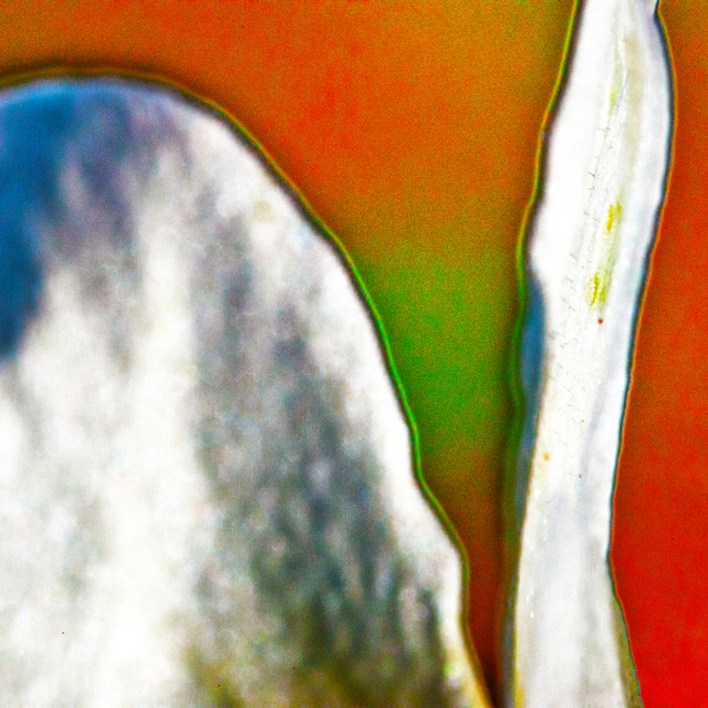 Pop Spring II - ID 007308