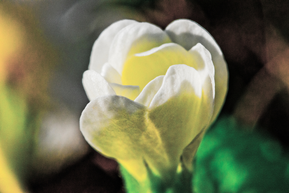 Launching Spring III - ID 007310