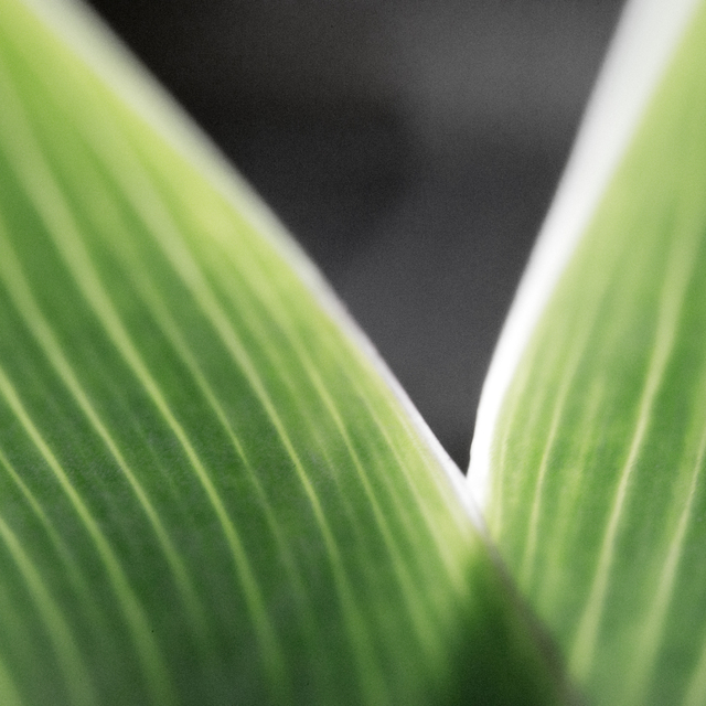 Triangle IV - ID 007315