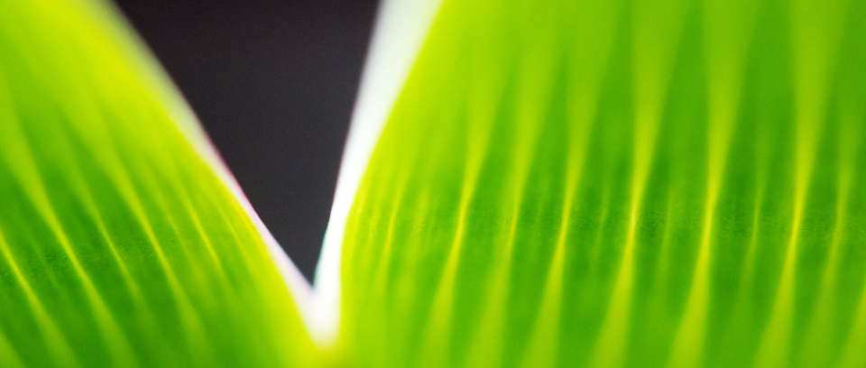 Triangle VI - ID 007317