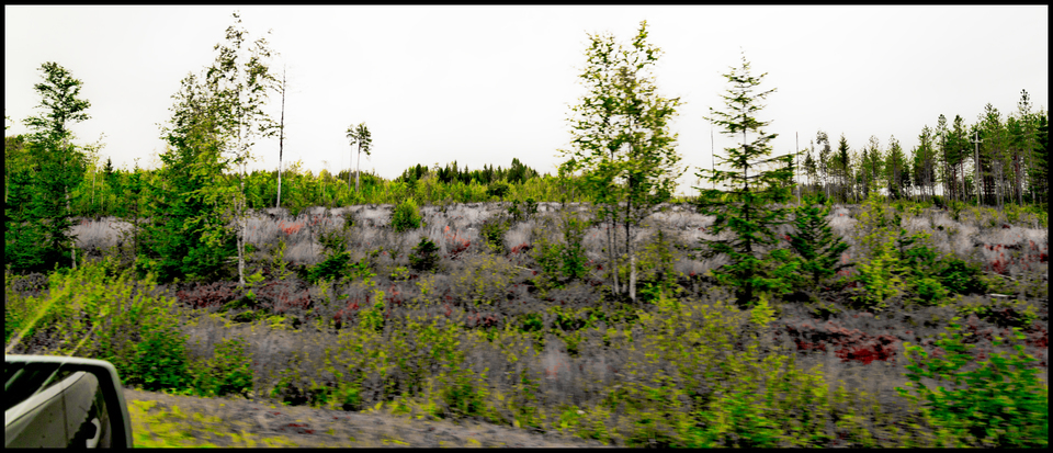 Growing Forest I - ID 007332