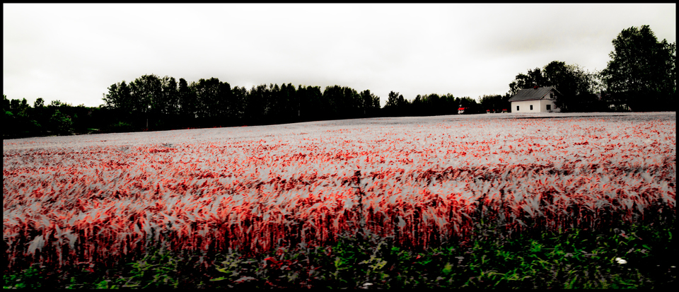 Finnish Field I - ID 007342