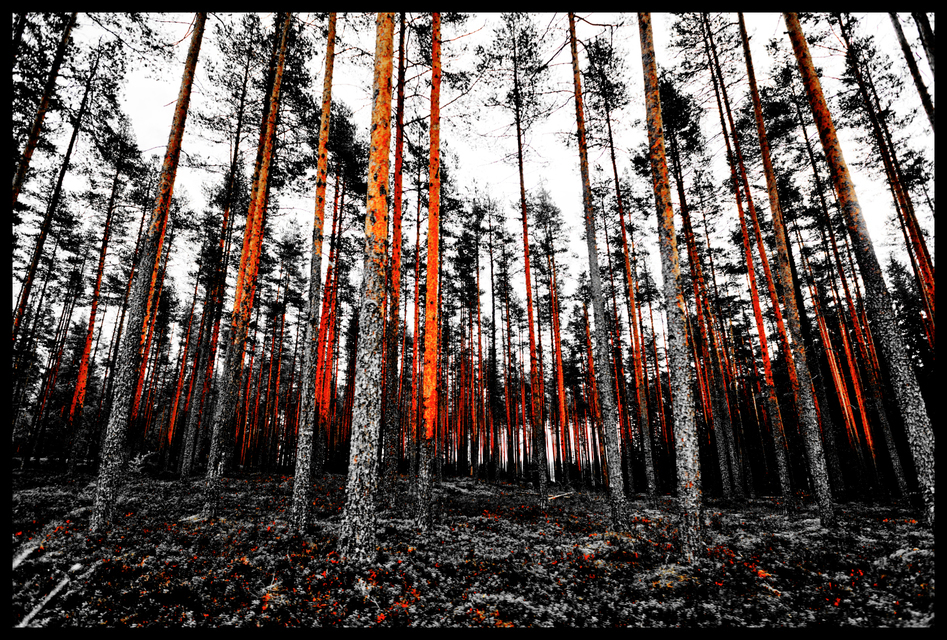 Finnish Trees - ID 007345