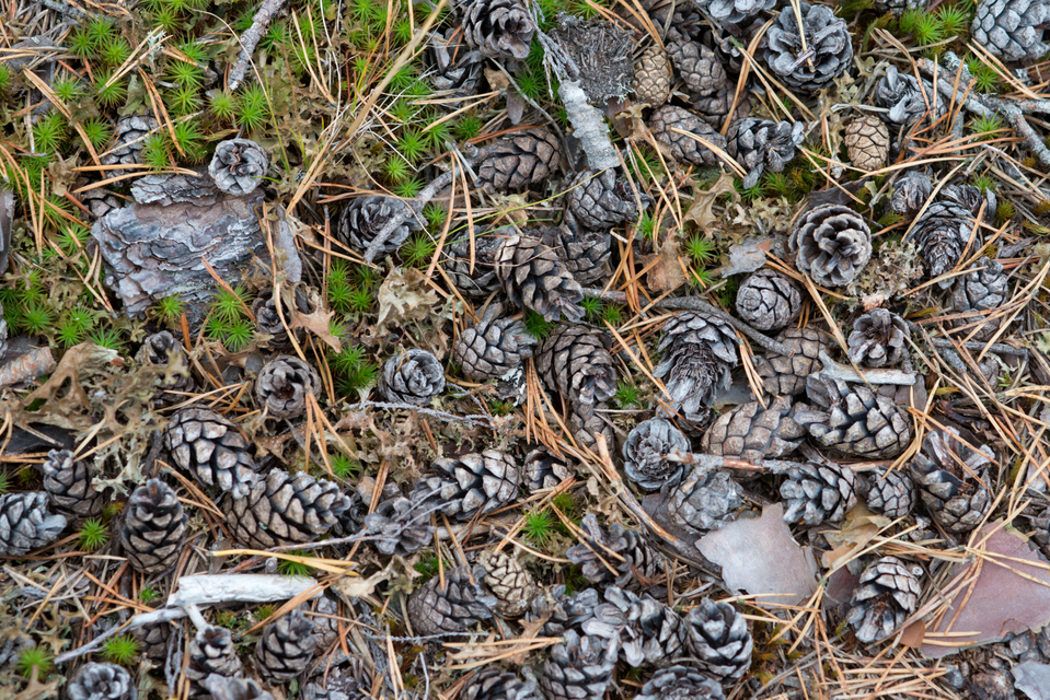 Finnish Ground I - ID 007347