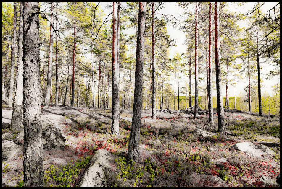 Finnish Forest II - ID 007350