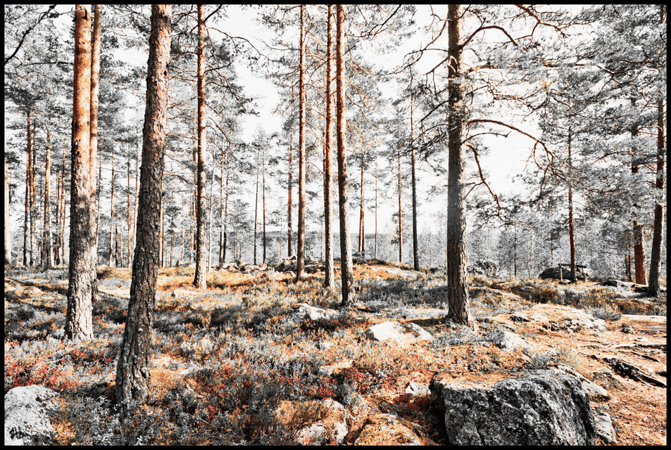 Finnish Forest III - ID 007351