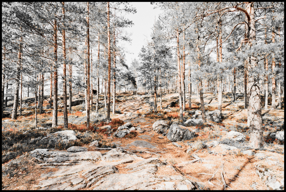 Finnish Path IV - ID 007353