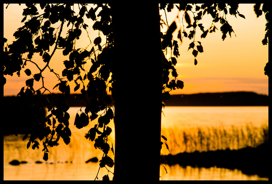 Tree in front of Sun - ID 007368