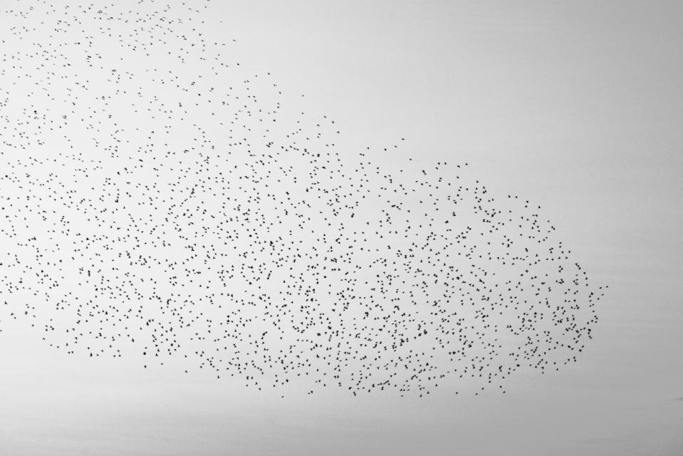 Swarm of Birds IV - ID 007377