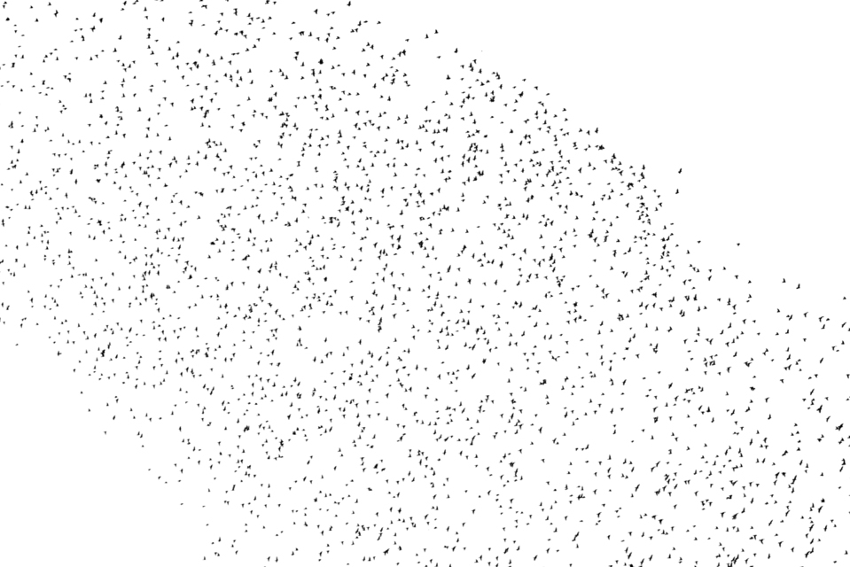 Swarm of Birds V - ID 007378