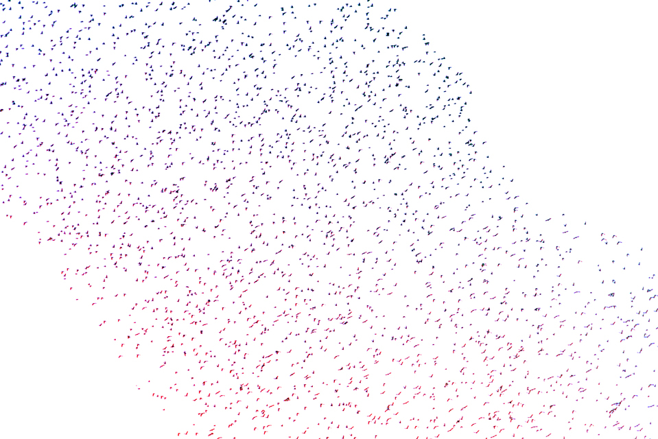 Swarm of Birds VI - ID 007379