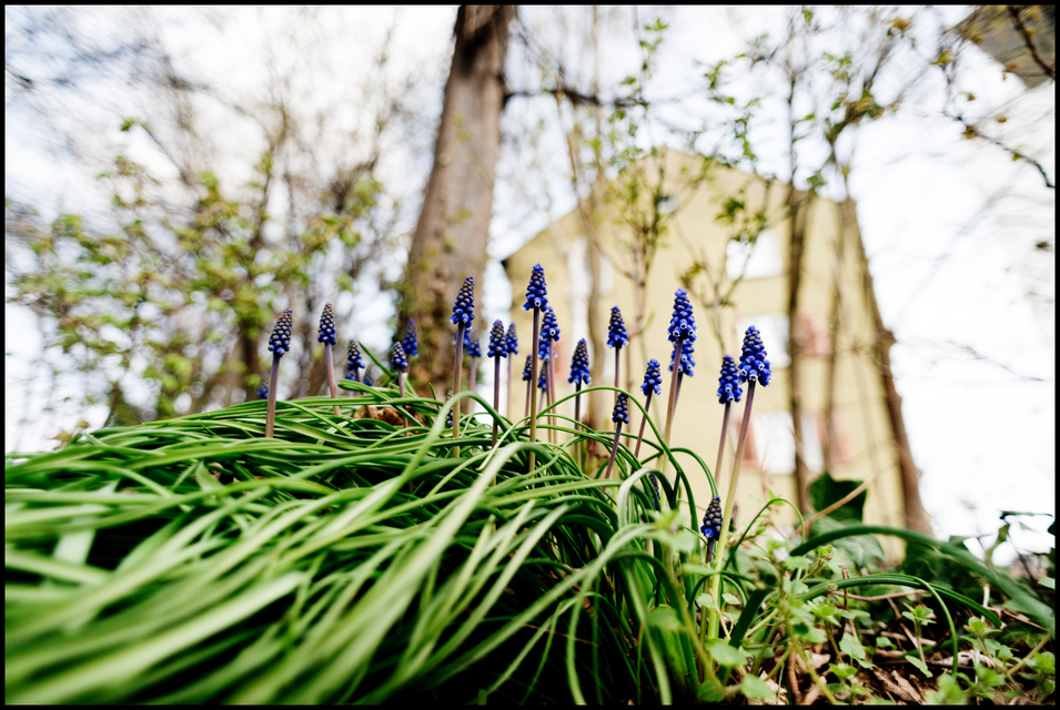 Spring I - ID 007404