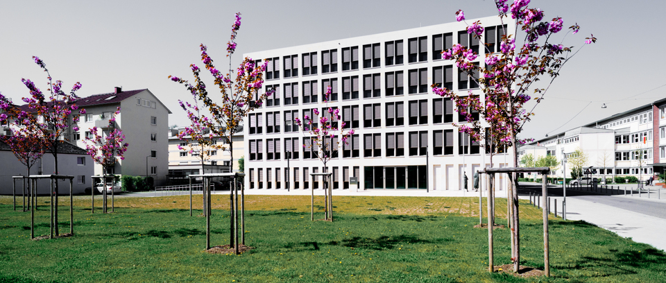 Blossom Trees - ID 007453