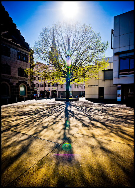 One Stone Tree II - ID 007474