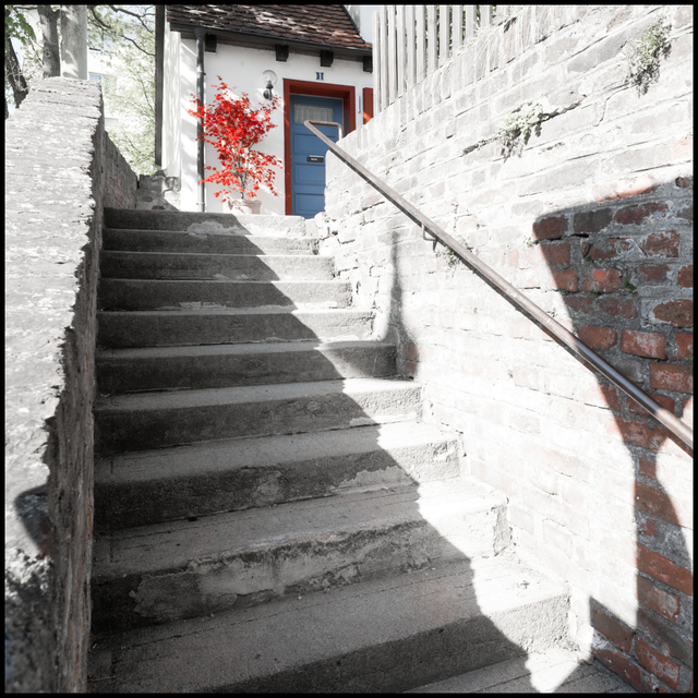 Red Colored Marple - ID 007477