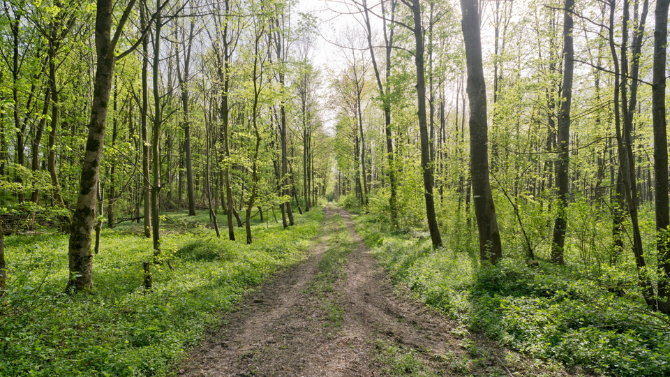 Green Forest - ID 007490