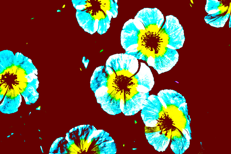 POP Flowers II - ID 007520