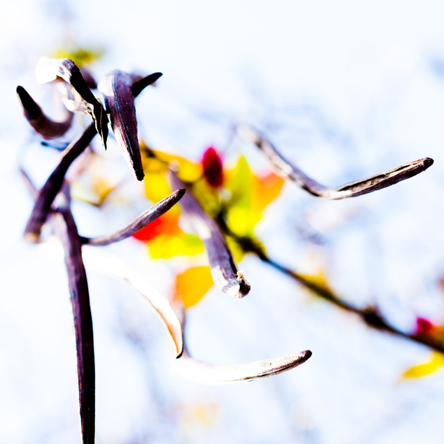 Tree Seeds II - ID 007522