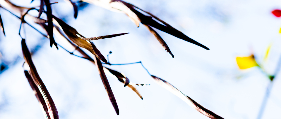 Tree Seeds V - ID 007525