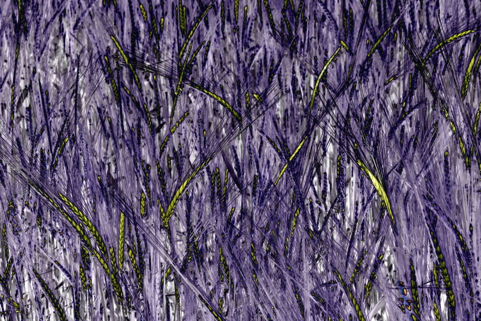 Colored Wheat II - ID 007554