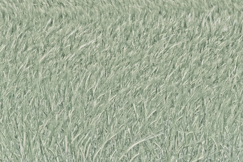 Field of Wheat - ID 007556