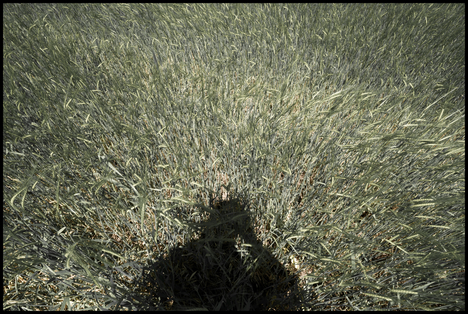 Shadow over Wheat - ID 007557
