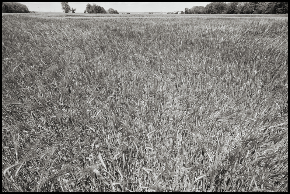 Wheat in South of Ulm - ID 007558