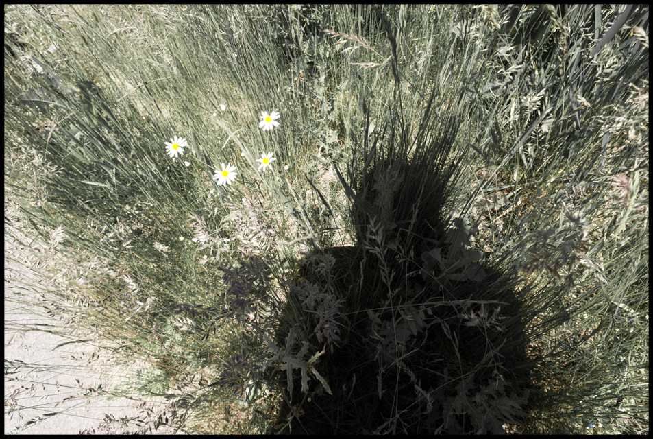 Shadow over Wheat Field Edge - ID 007559