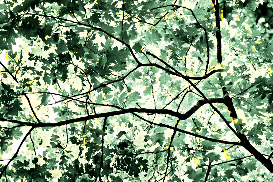 Oak Leaves II - ID 007590