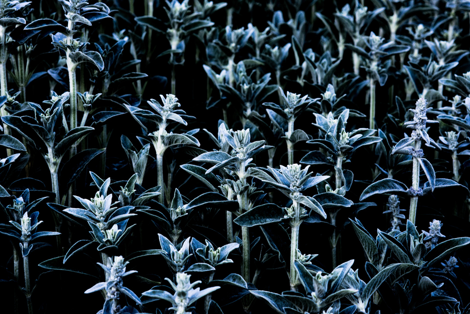 Plant Structure III - ID 007604