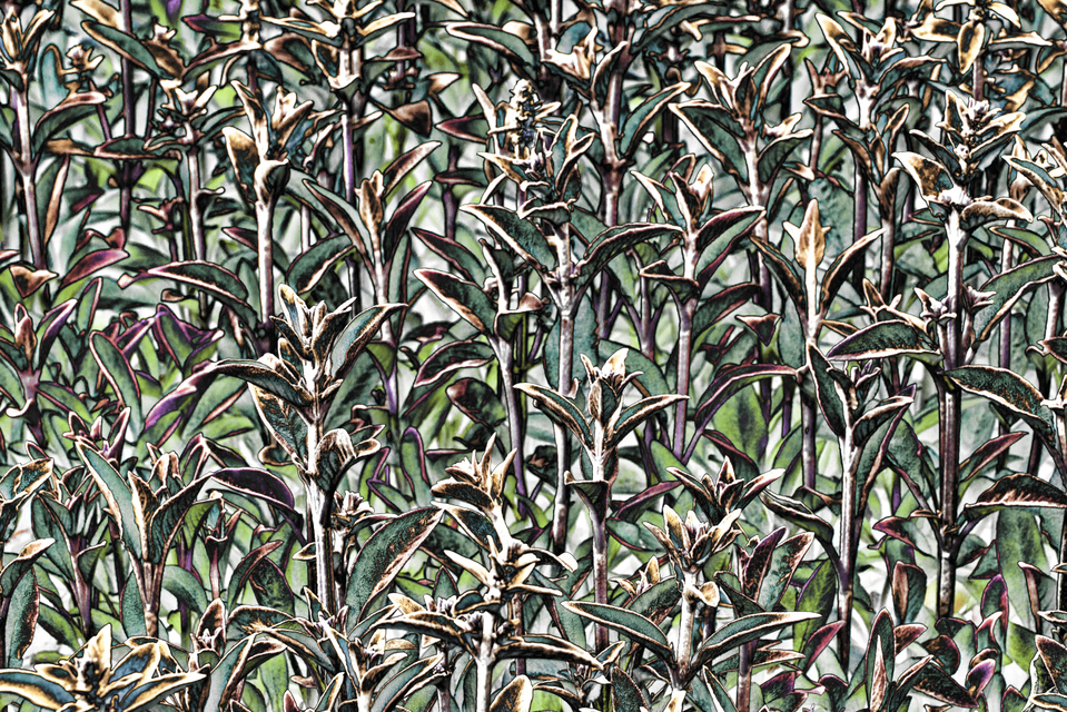 Plant Structure V - ID 007606