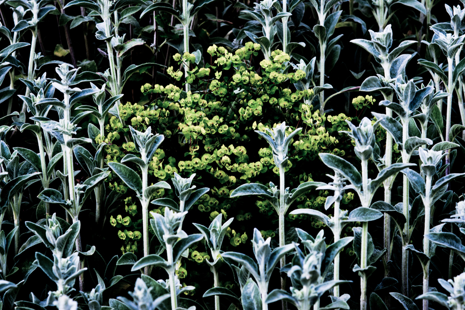 Plant Structure VII - ID 007608