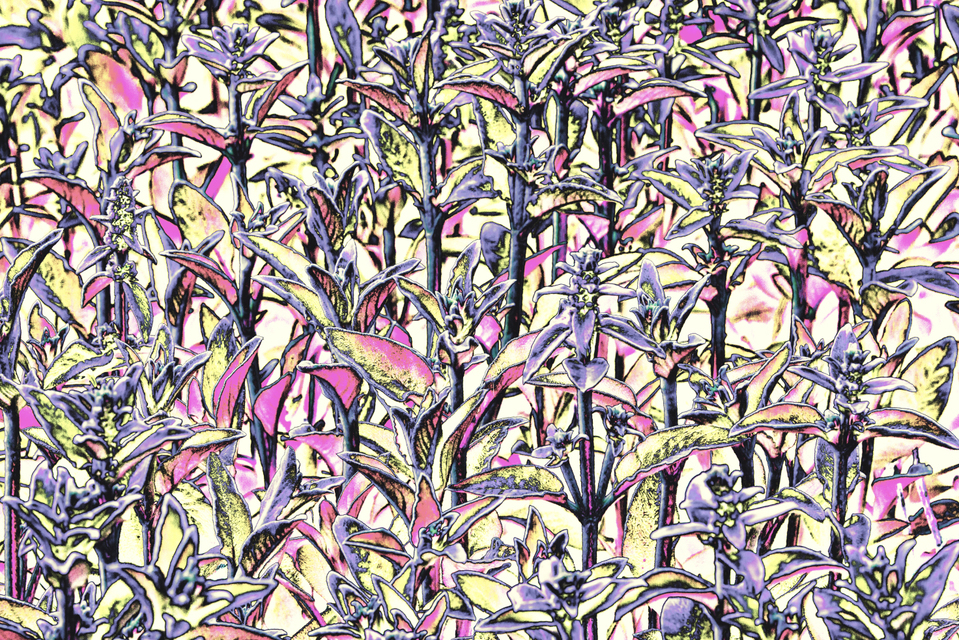 Plant Structure VIII - ID 007609