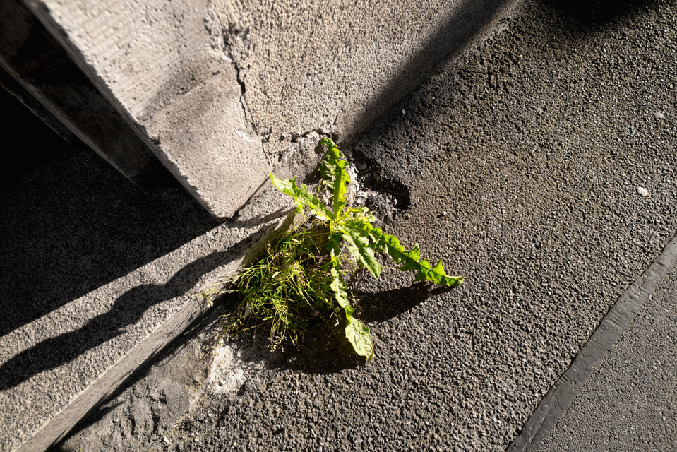 At the Wall II - ID 007621