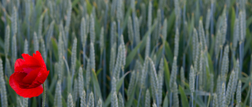 Poppy and Rye I - ID 007644