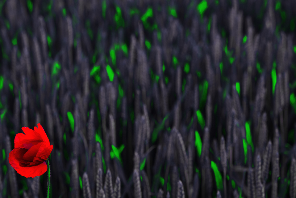 Poppy and Rye II - ID 007645