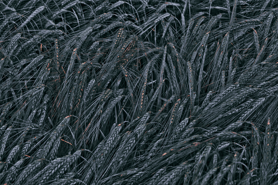 Rye VIII - ID 007650