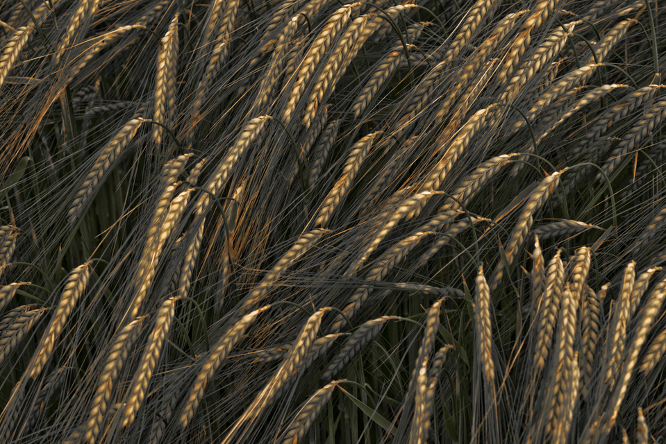 Rye XXIII - ID 007665