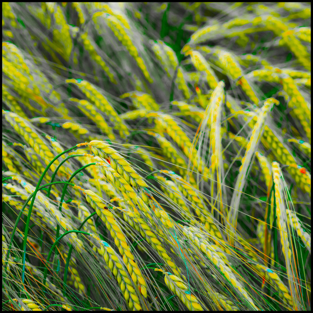 Rye XXXII - ID 007674