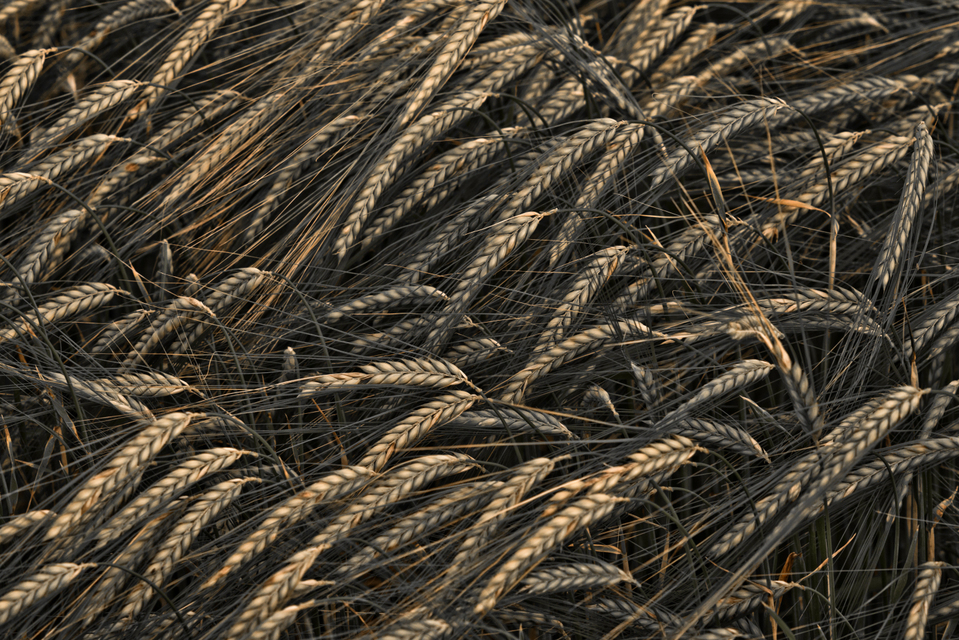 Rye XXXIII - ID 007675