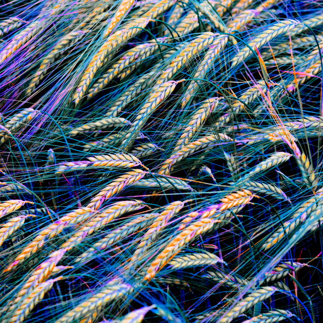 Rye XXXIV - ID 007676