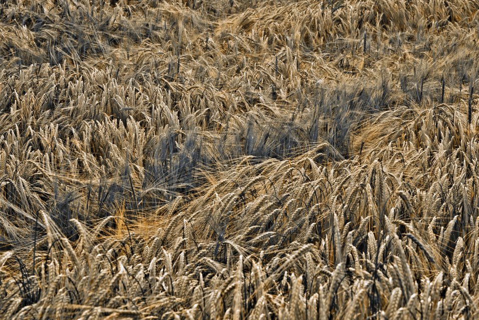 Rye XLIV - ID 007686